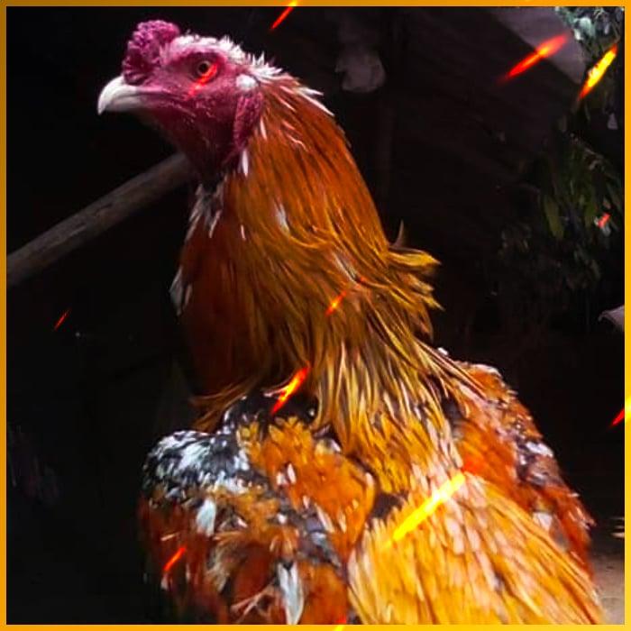 3mbet เว็บตรง สล็อต ฝากถอนออโต้ ไม่ผ่านเอเย่นต์ 2026